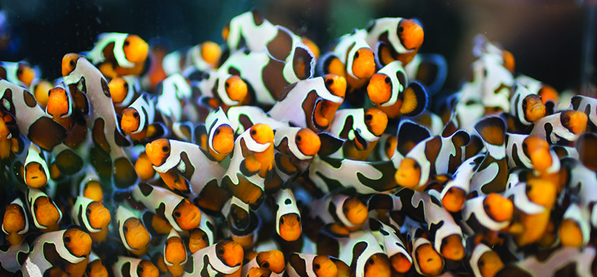 A group of clownfish in 的 Wet Lab 
